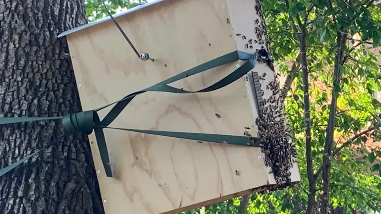 Swarm of bees clustering around the entrance of a mounted box hive.
