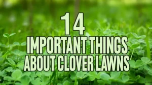 14 Important Things About Clover Lawns