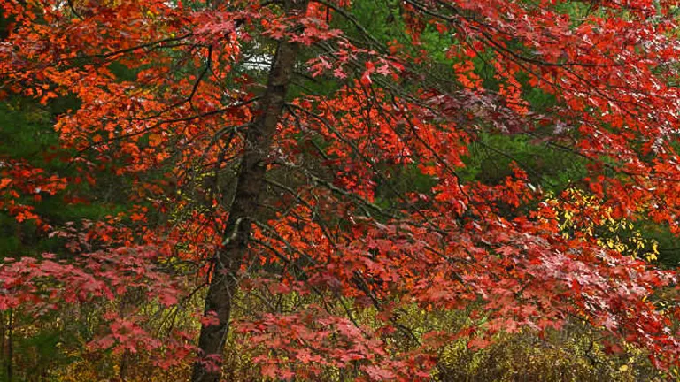 A Scarlet Oak tree in autumn, displaying vibrant red leaves against a backdrop of a forest with green and yellow foliage.