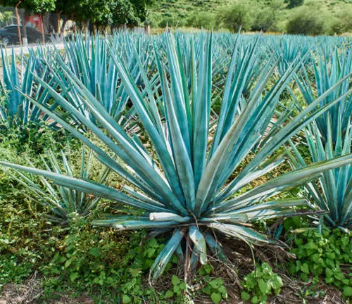 Blue agave plants with sharp, elongated leaves growing densely in a field, vibrant under bright sunlight.