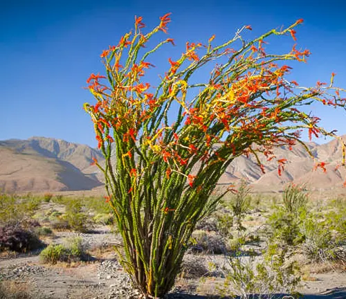 Ocotillo plant with long, thin, spiny stems and bright orange flowers, set against a backdrop of arid mountains and a clear blue sky.