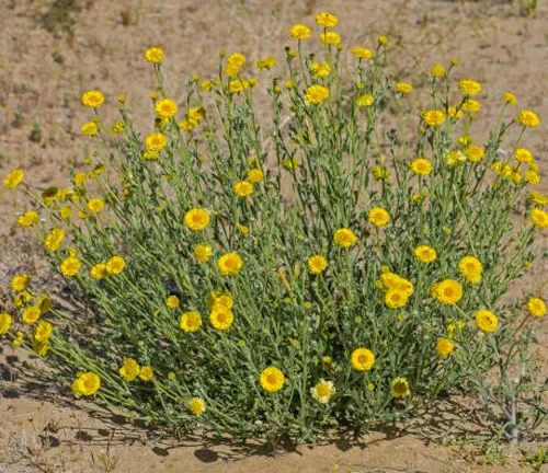 Desert sunflower plant with numerous bright yellow blooms and slender green stems, growing in sandy soil.