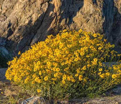 Bushy clump of vibrant yellow Brittlebush flowers growing in a rocky desert environment, illuminated by early morning or late afternoon sunlight with dark, rugged cliffs in the background.