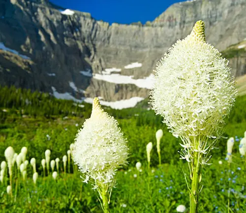 Close-up of white, fluffy bear grass flowers in the foreground with a vibrant, green meadow and towering rocky cliffs with snow patches in the background under a clear blue sky.