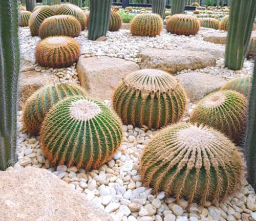 Several large, round barrel cacti with prominent ribs and spines, arranged neatly on a bed of small white pebbles, surrounded by taller, slender cacti in a cactus garden.