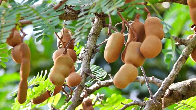 How to Grow and Care for Tamarind Trees: Expert Tips for Stunning Results