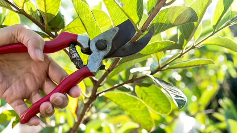 A person using red-handled pruning shears to cut a branch from a tree with green leaves, in a sunlit garden.
