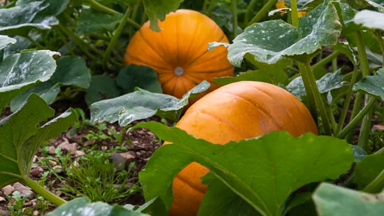 How to Grow and Care for Squash: Ensure Success with Expert Gardening Tips