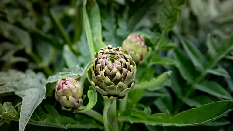 How to Plant, Grow, and Care for Artichokes: Easy Success Strategies