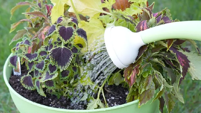 Watering a potted Coleus plant with a green watering can in a garden.