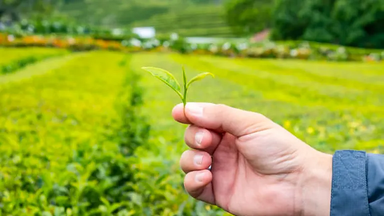 Close-up of a hand holding a small green tea leaf with a blurred background of a lush, rolling tea plantation.