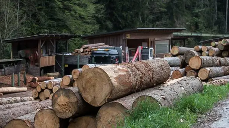 Essential Economic Benefits of Forestry: Jobs, Markets, and Environmental Impact