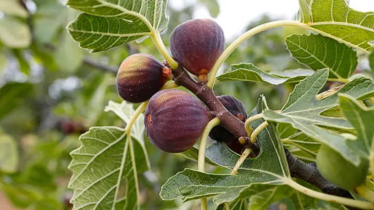 How to Grow and Care for Fig Trees: Expert Advice for Lush Growth