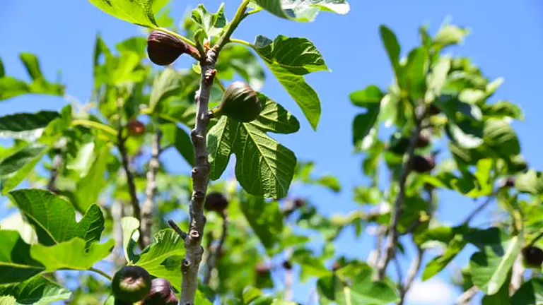Fig tree branches with ripe figs and green leaves against a blue sky background.