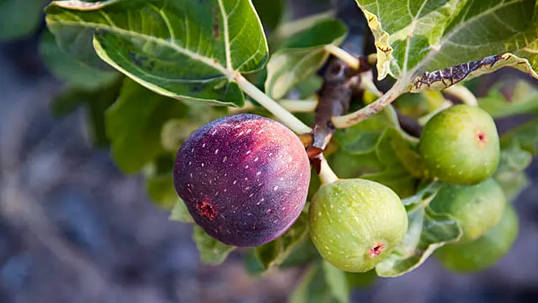Close-up of a ripe purple fig and unripe green figs on a fig tree branch.