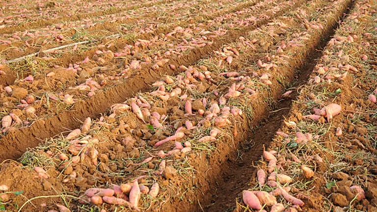 Rows of freshly harvested sweet potatoes scattered on the soil in a large field.