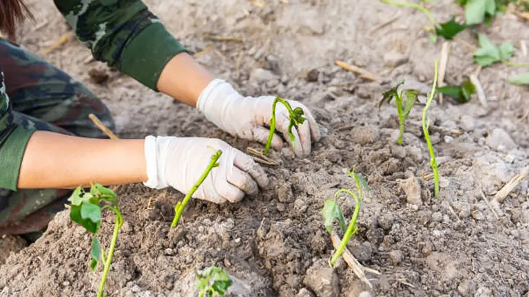 Close-up of hands wearing gloves planting sweet potato slips into the soil.