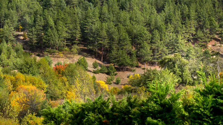 A diverse forest landscape with a mix of dense pine trees and colorful autumn foliage, displaying various shades of green, yellow, and orange.
