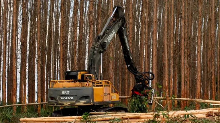 A yellow Volvo logging machine operates in a forest, cutting and processing tall, straight trees. Logs are neatly stacked on the ground, while the surrounding forest stands tall in the background.
