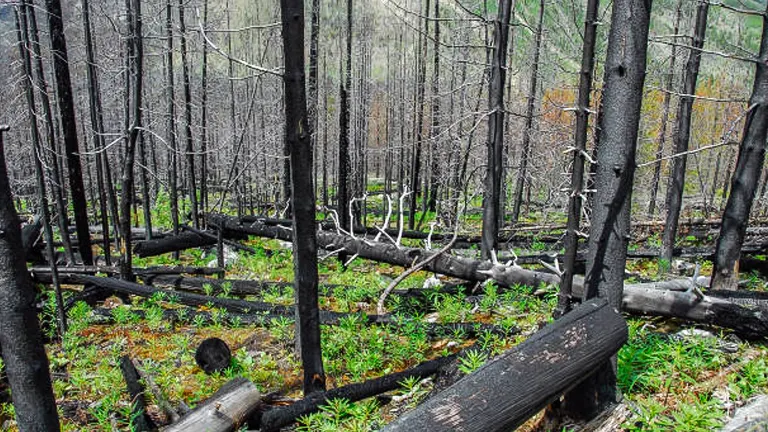 Forest floor covered with green regrowth among charred, leafless tree trunks and fallen logs, showing signs of recovery after a wildfire.