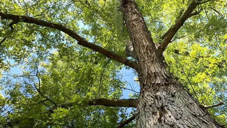 View from the base of a tall tree looking up at its branches and green foliage against a bright sky.