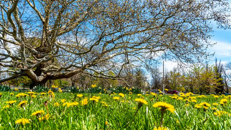 Wide, spreading tree with bare branches in a field of green grass and yellow dandelions under a bright blue sky.