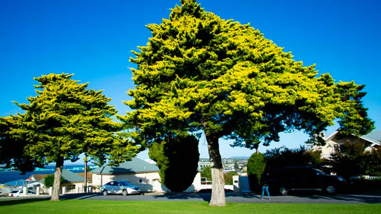 Two Leyland Cypress trees with dense, green foliage standing on a grassy lawn with houses and cars in the background under a bright blue sky.