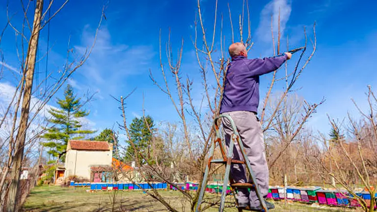A man stands on a ladder, pruning branches of a dormant tree in an orchard under a clear blue sky. In the background, colorful bee hives and a small house are visible.
