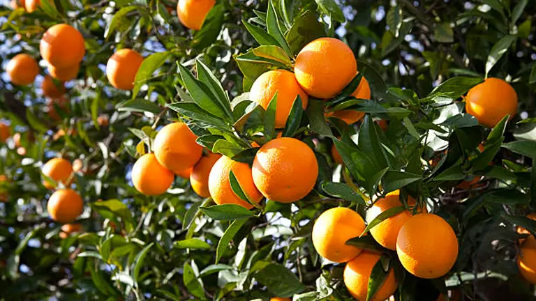 How to Grow and Care for Orange Trees: Pro Tips for Lush Growth