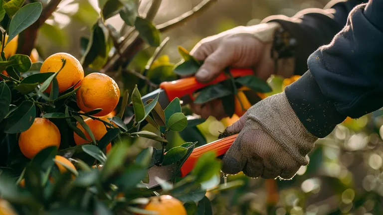 Hands in gloves pruning an orange tree, focusing on a branch with ripe oranges.
