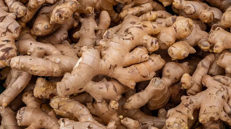 Close-up of a pile of fresh ginger rhizomes.