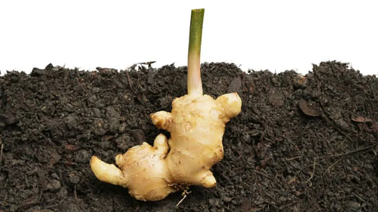 Fresh ginger rhizome planted in soil with a green shoot emerging.