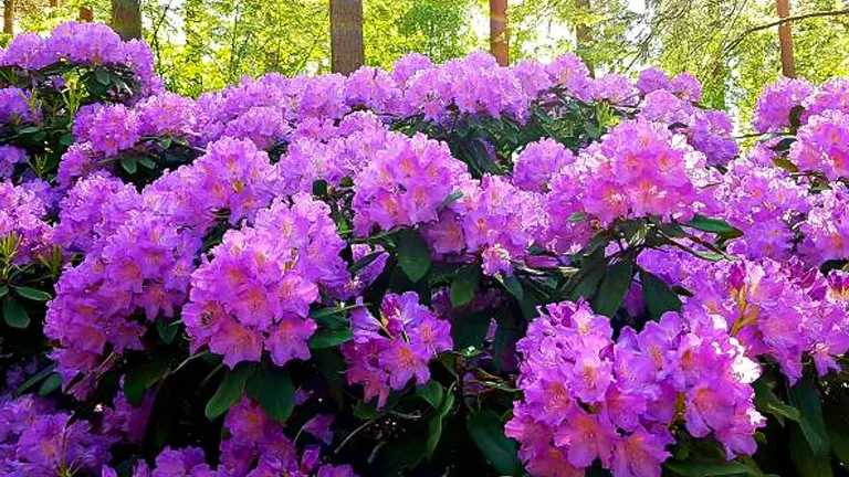 How to Grow and Care for Rhododendrons: Expert Tips for Healthy Plants