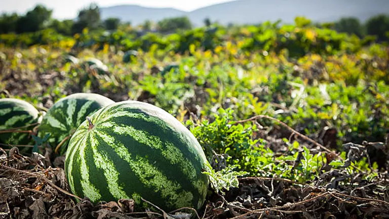 How to Grow and Care for Watermelons: Expert Strategies for Every Season