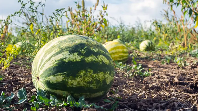 How to Fertilize Watermelons: Enhance Your Harvest with Expert Techniques