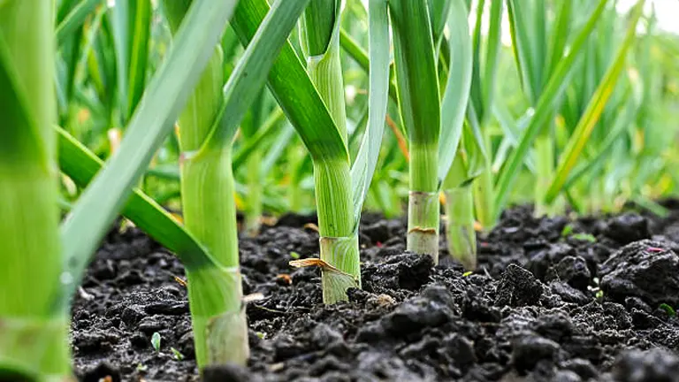 How to Grow and Care for Garlic: Expert Techniques for Thriving Plants