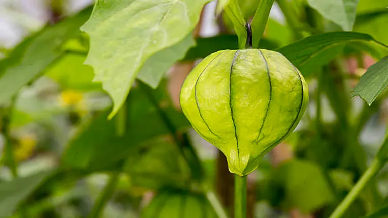 A close-up of a single green tomatillo encased in its husk, growing on a plant with healthy green leaves in a garden setting.