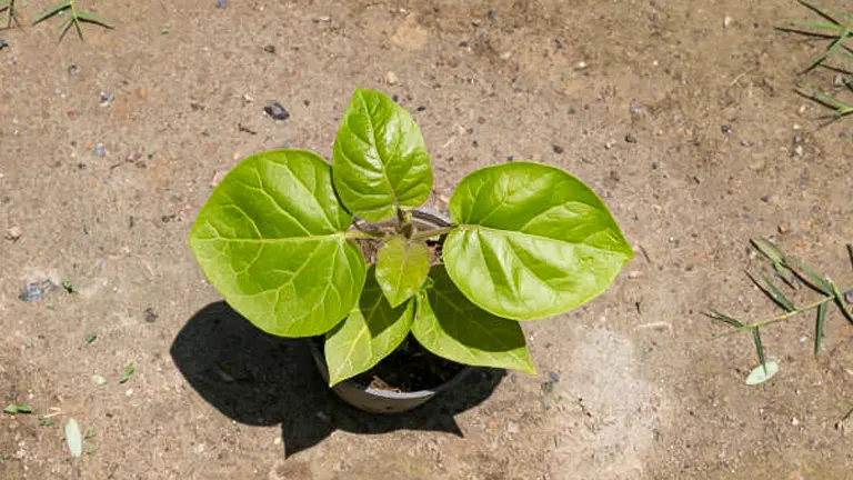 A young tomatillo seedling with vibrant green leaves, planted in a small container, placed on bare soil in a garden setting.