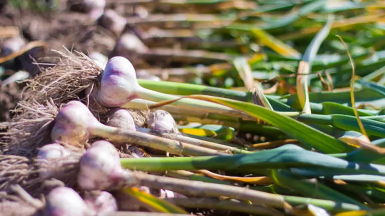 Freshly harvested garlic bulbs with roots and green stems, laid out on the ground in the sunlight, showcasing their purple and white hues.