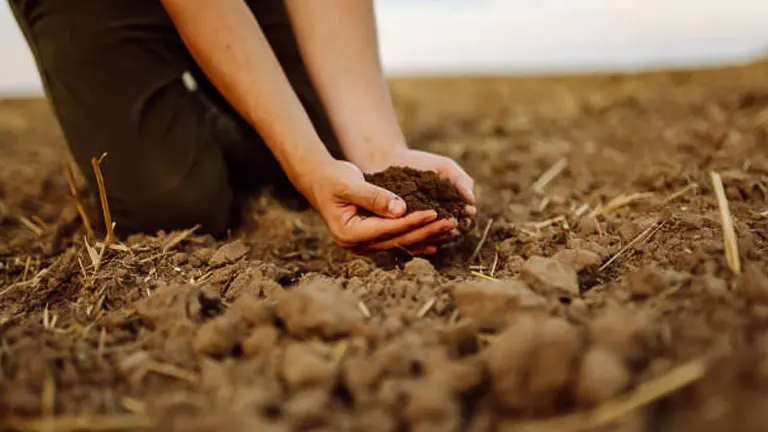 A person kneeling on the ground holding a handful of soil in an open field, examining its texture.