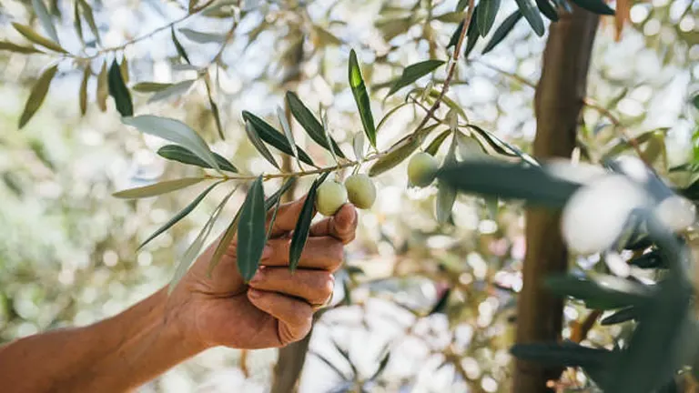 A person's hand gently holding a branch of an olive tree with green olives, set against a backdrop of leaves and sunlight.