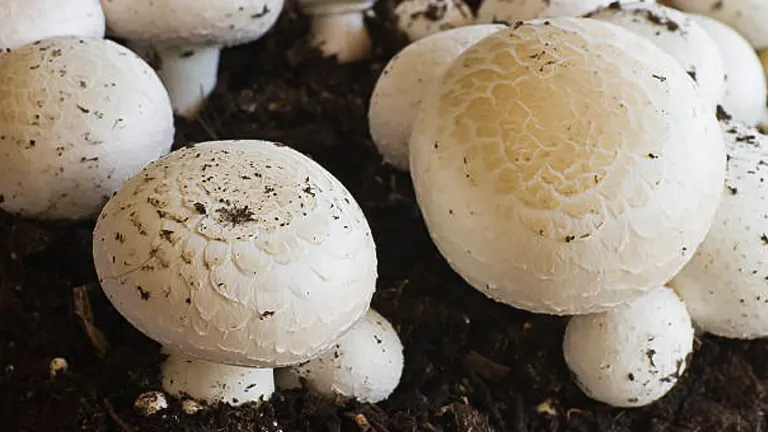 How to Grow and Care for Mushrooms: Proven Methods for Abundant Yields