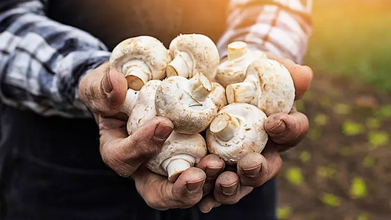 A farmer holds a handful of freshly picked white mushrooms, showcasing them against the backdrop of a sunlit field.