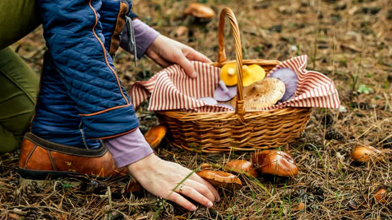 A person in a forest kneeling beside a wicker basket filled with freshly foraged mushrooms, surrounded by fallen pine needles and mushrooms on the ground.