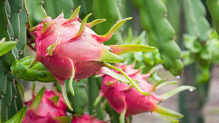 Close-up of a water-droplet covered pink dragon fruit on a cactus, with more dragon fruits visible in the background.