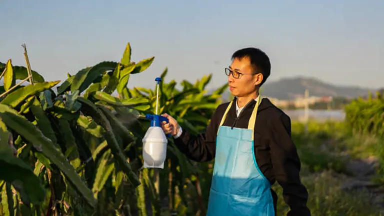 A man wearing glasses and a blue apron over a black vest, holding a spray bottle, attentively treating dragon fruit plants in an outdoor farm setting during sunset.