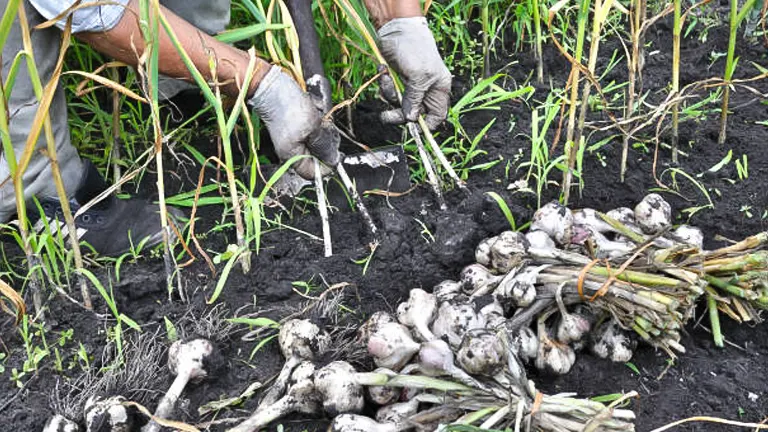 A farmer harvesting garlic in a field, wearing gloves and using a fork tool to dig up garlic bulbs. Piles of harvested garlic with roots and soil are visible in the foreground.