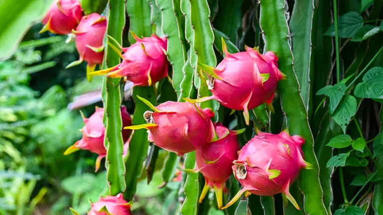How to Fertilize Dragon Fruit: Master the Secrets to Thriving Plants