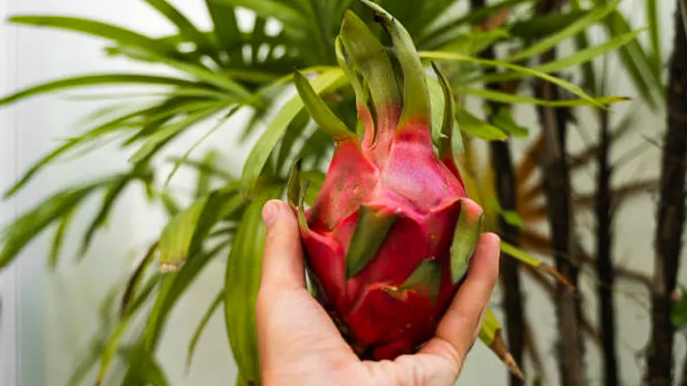A hand holding a ripe dragon fruit in front of tropical plants with slender, green leaves.
