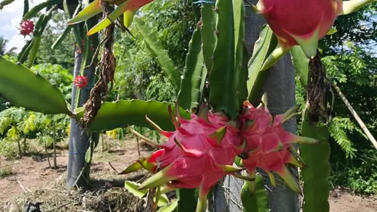 Several ripe dragon fruits growing on a tall cactus plant, with a sunny, lush garden visible in the background.